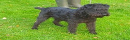 Patterdale Terrier dogs for sale: 3 Patterdale terrier bitch pups  - Advert 5