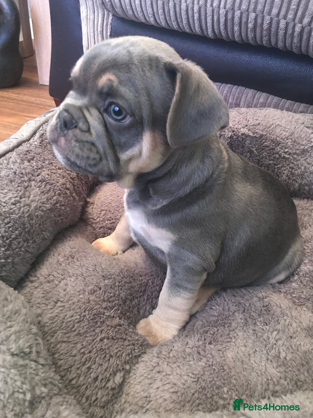 French Bulldog dogs for stud: Hugo Reginald For Stud  - Image 5