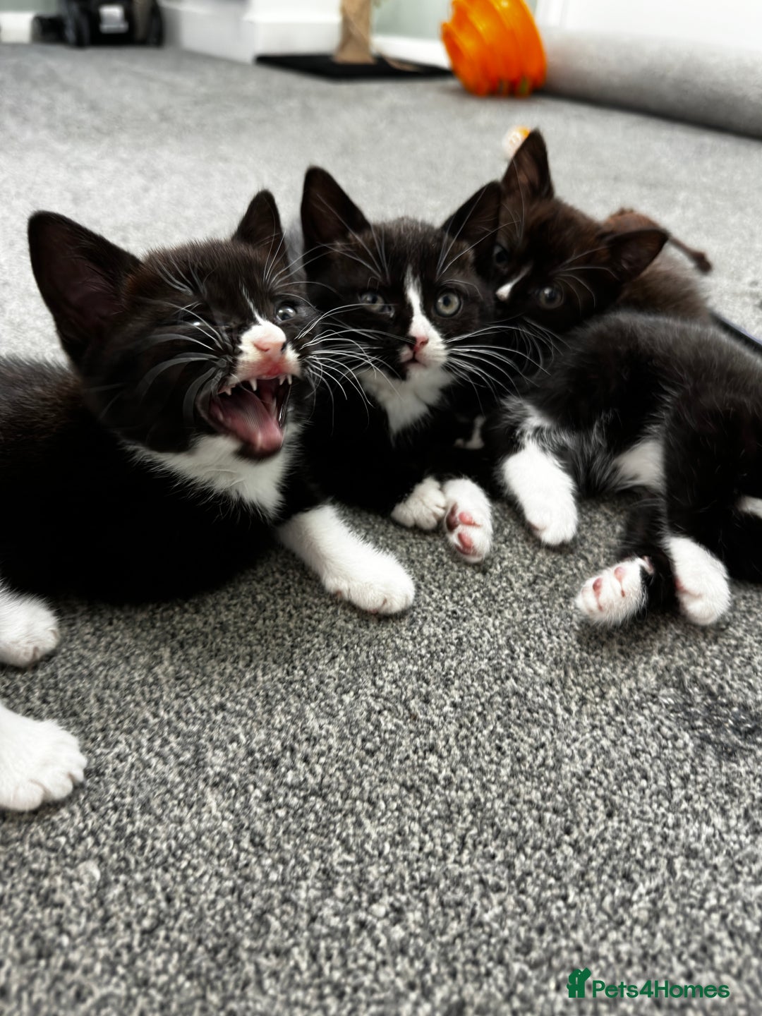 British Shorthair cats for sale: British short hair cross  - Image 8