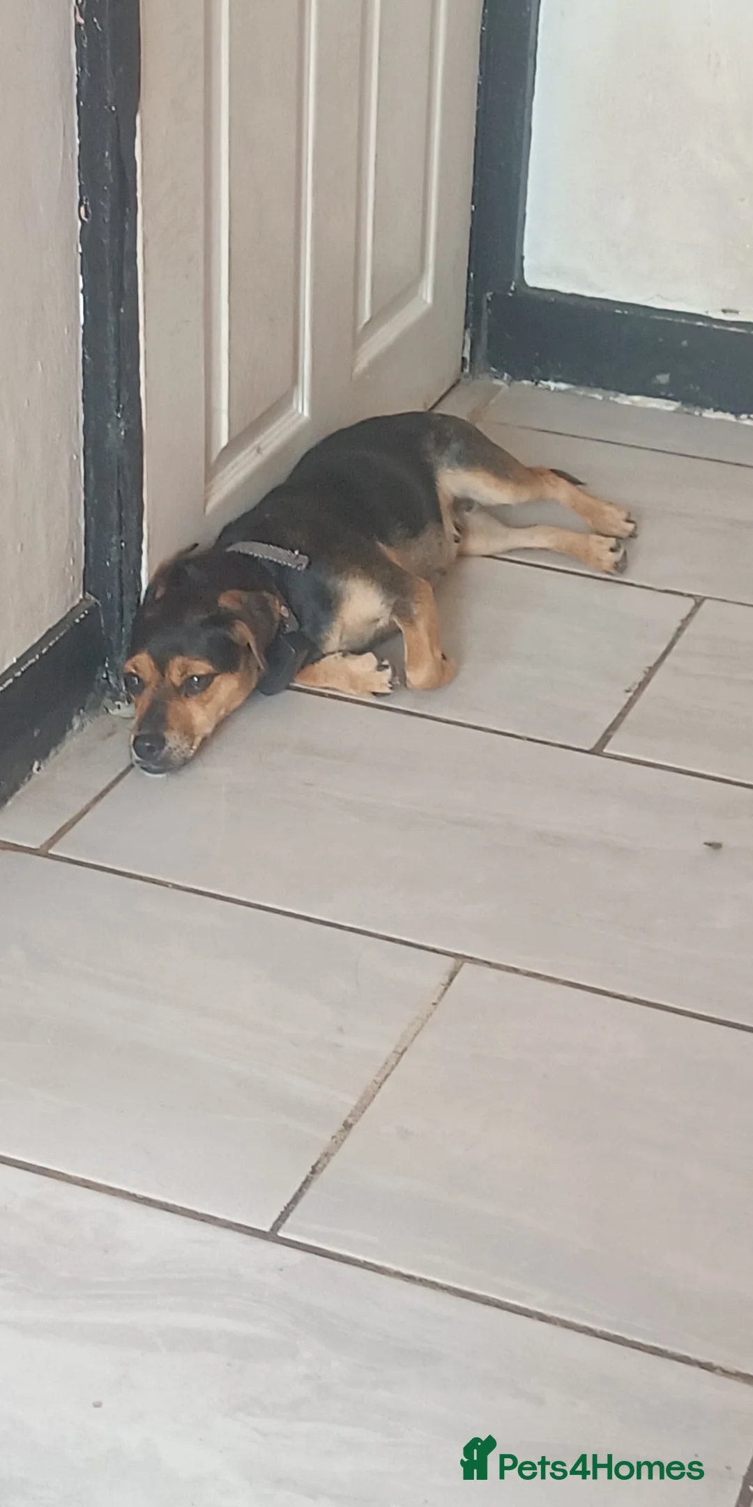 Jack Russell dogs for sale: Miniature jack Russell female black and tan  - Advert 2