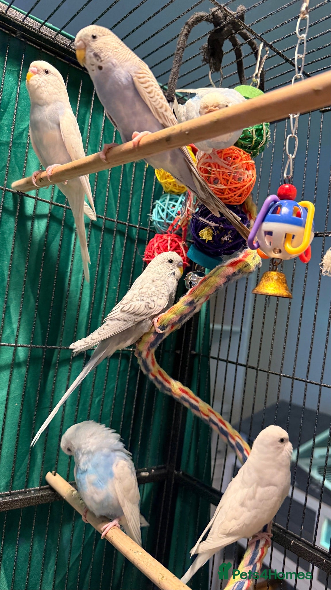 Budgerigars birds young  budgies available  Wa7  area   - Advert 1