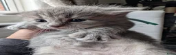 Maine Coon cats for sale: 7 gorgeous maine coon cross kittens  - Advert 3