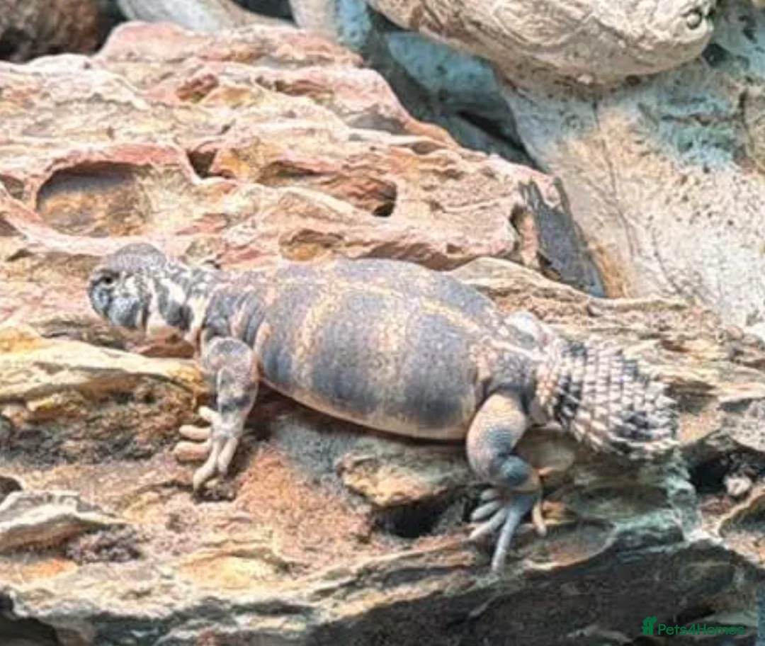 Lizard reptiles for sale: Euromastyx Thomasi  - Advert 1