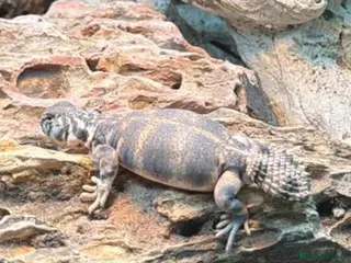 Lizard reptiles Euromastyx Thomasi - Advert 1