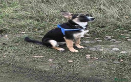 Mixed Breed dogs for adoption: ❤️🐶Busia- 6(7) month lower-medium girl ❤️🐶 - Advert 17