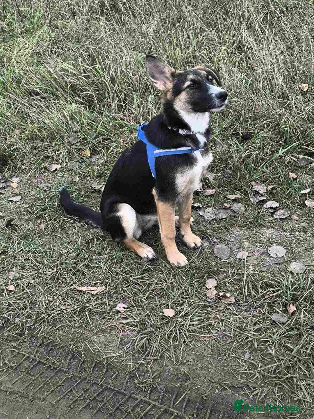 Mixed Breed dogs for adoption: ❤️🐶Busia- 6(7) month lower-medium girl ❤️🐶 - Advert 17