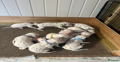 Dalmatian dogs - Advert 15