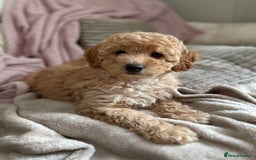 Cavapoo dogs for sale: 1 F2 Cavapoo Puppy Available–Ready for Loving Home - Image 4