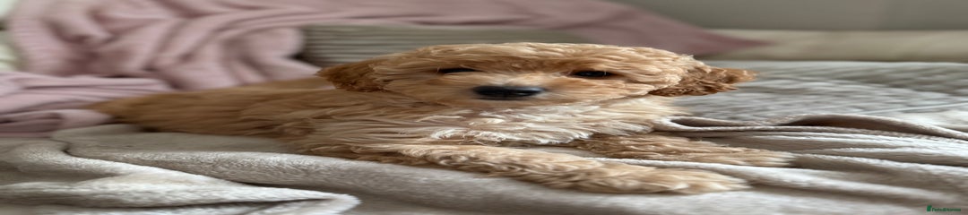 Cavapoo Puppy 3