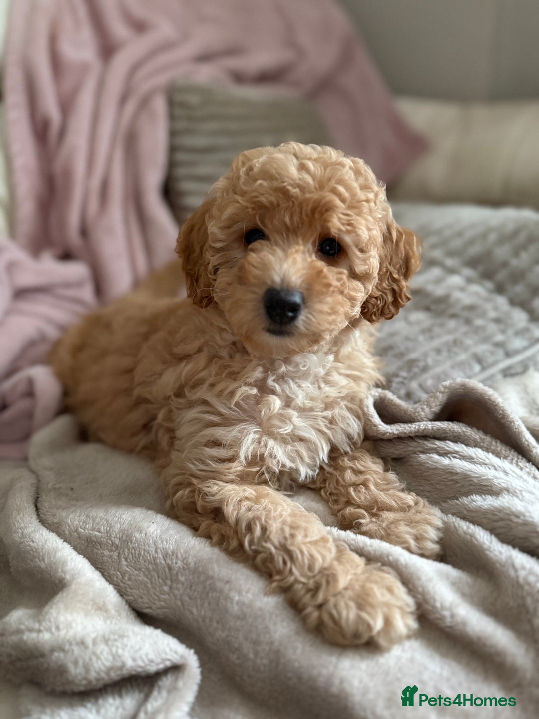 Cavapoo dogs for sale: 1 F2 Cavapoo Puppy Available–Ready for Loving Home - Image 4