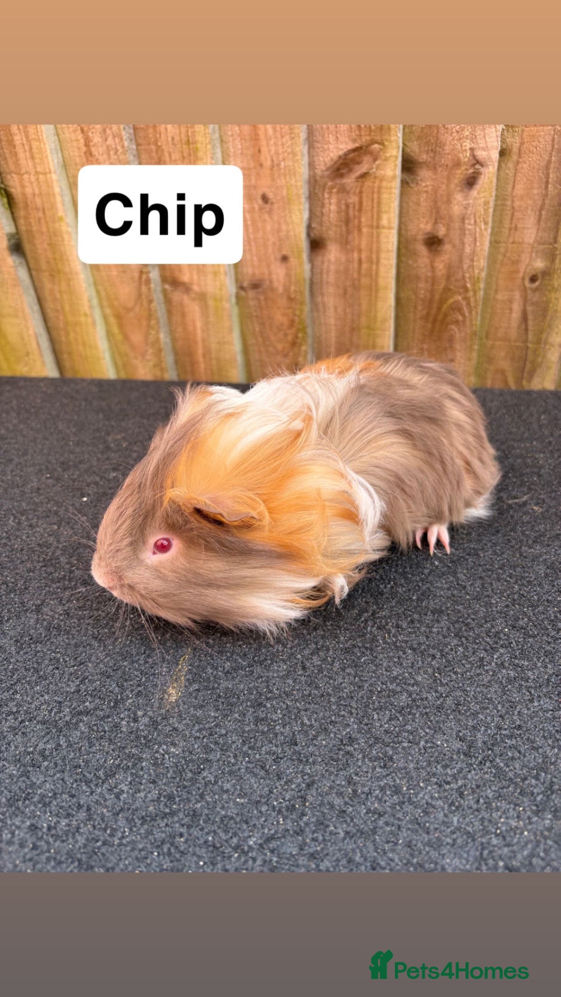 Guinea Pig rodents 4 boys - Advert 9