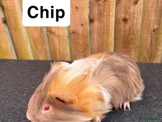 Guinea Pig rodents 4 boys - Advert 9