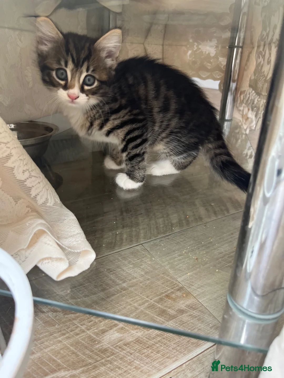 British Longhair cats for sale: 7 beautiful kittens ready for new homes  - Advert 10