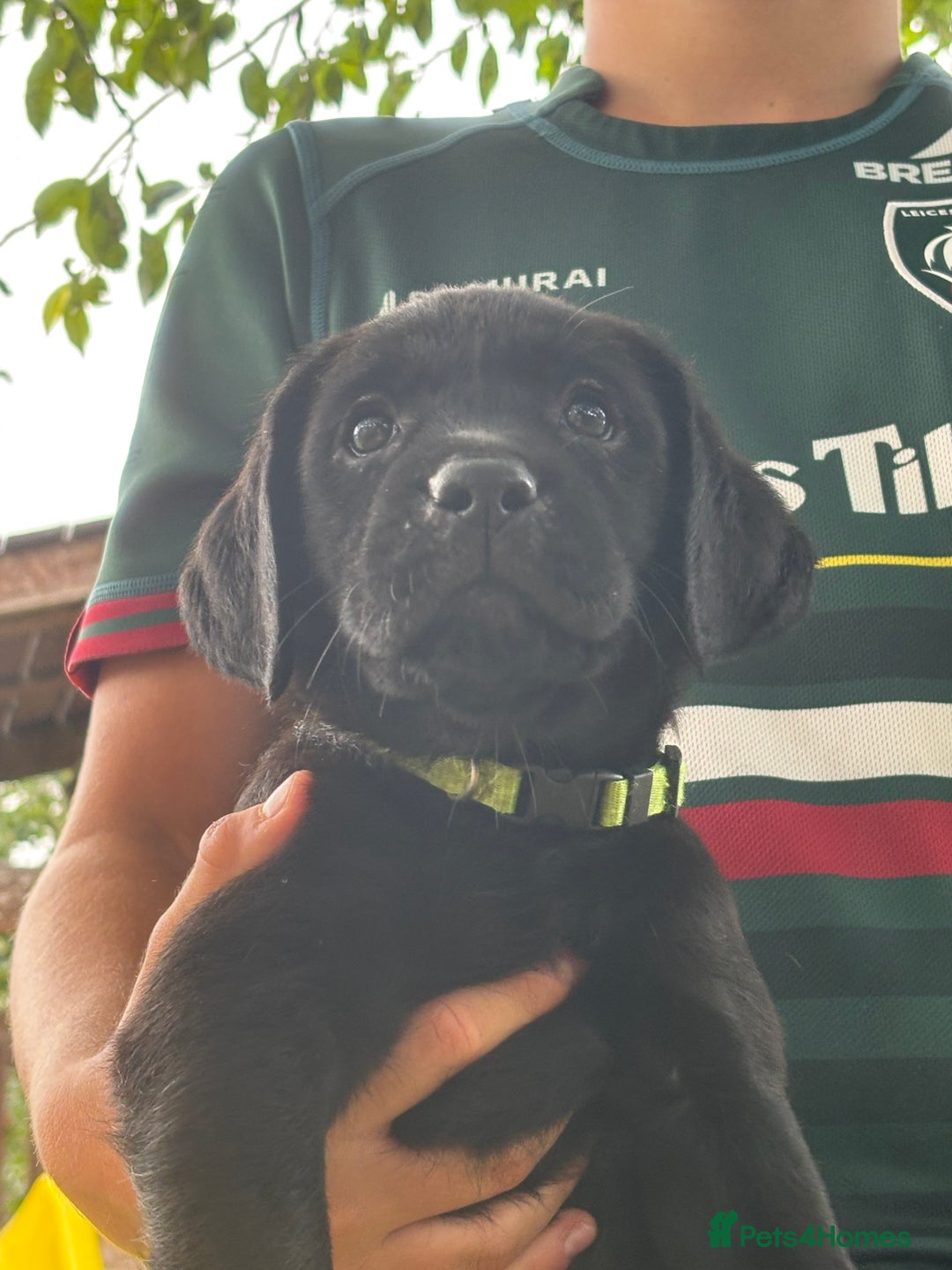 Labrador Retriever dogs for sale: KC reg Labrador puppies handled by children  - Image 7