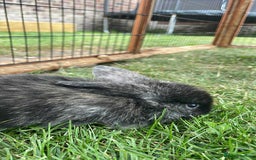 Mini Lop rabbits for sale: Mini lop cross french lop - Image 9