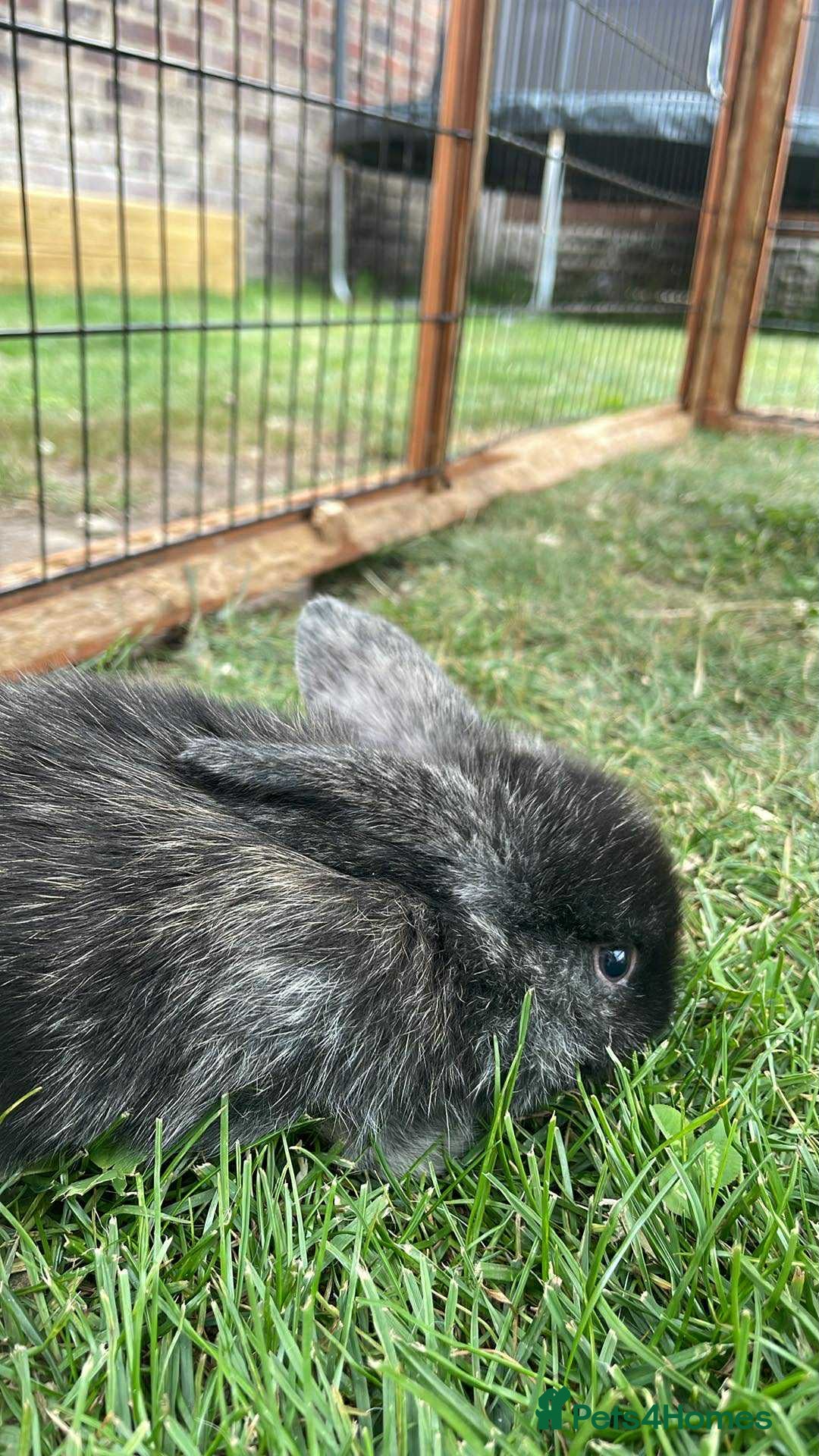 Mini Lop rabbits for sale: Mini lop cross french lop - Image 9