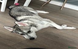 Mixed Breed dogs for sale: 9 month old husky x puppy for sale  - Image 2