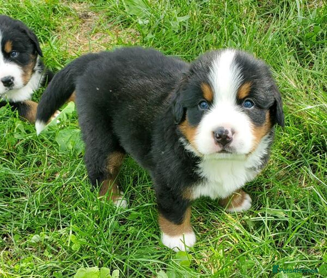 Bernese Mountain Dog dogs for sale: Bernese Mountain Puppies - Image 3