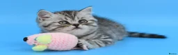 Scottish Fold cats for sale: LICENSED CATTERY Last KittenPURE BREED TOP QUALITY - Advert 3