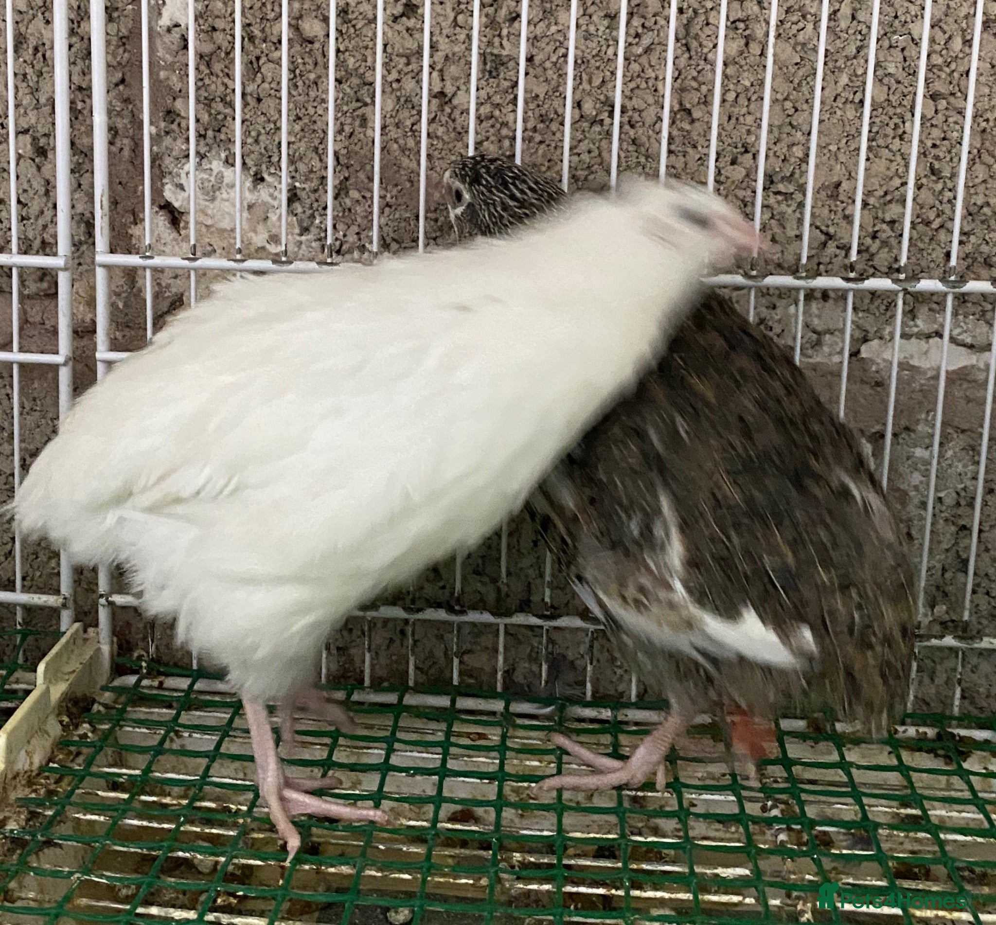 Quail poultry Japanese quails  - Advert 16