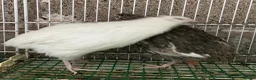Quail poultry for sale: Japanese quails  - Advert 2
