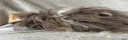 Guinea Pig rodents for sale: Young Lunkarya boar - Advert 4