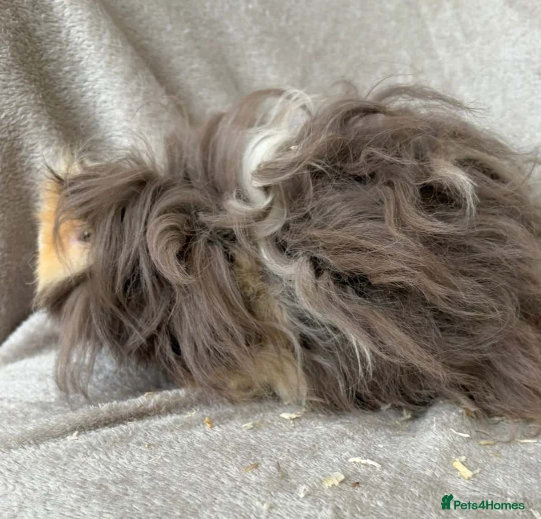 Guinea Pig rodents for sale: Young Lunkarya boar - Advert 4