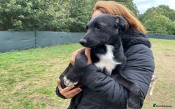 Mixed Breed dogs for adoption: Meet CASPER !  a Lovely Boy - for a Loving Home - Image 1