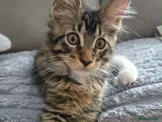 Maine Coon cats 3 Maine Coon kittens. - Advert 2