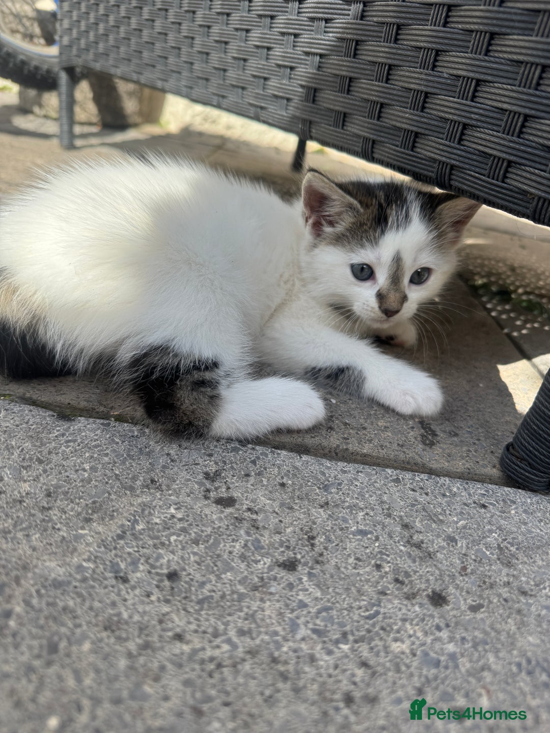 Turkish Angora cats for sale: half turkish angors  - Image 20
