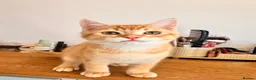 British Shorthair cats for sale: Beautiful BSH kitten  - Advert 6