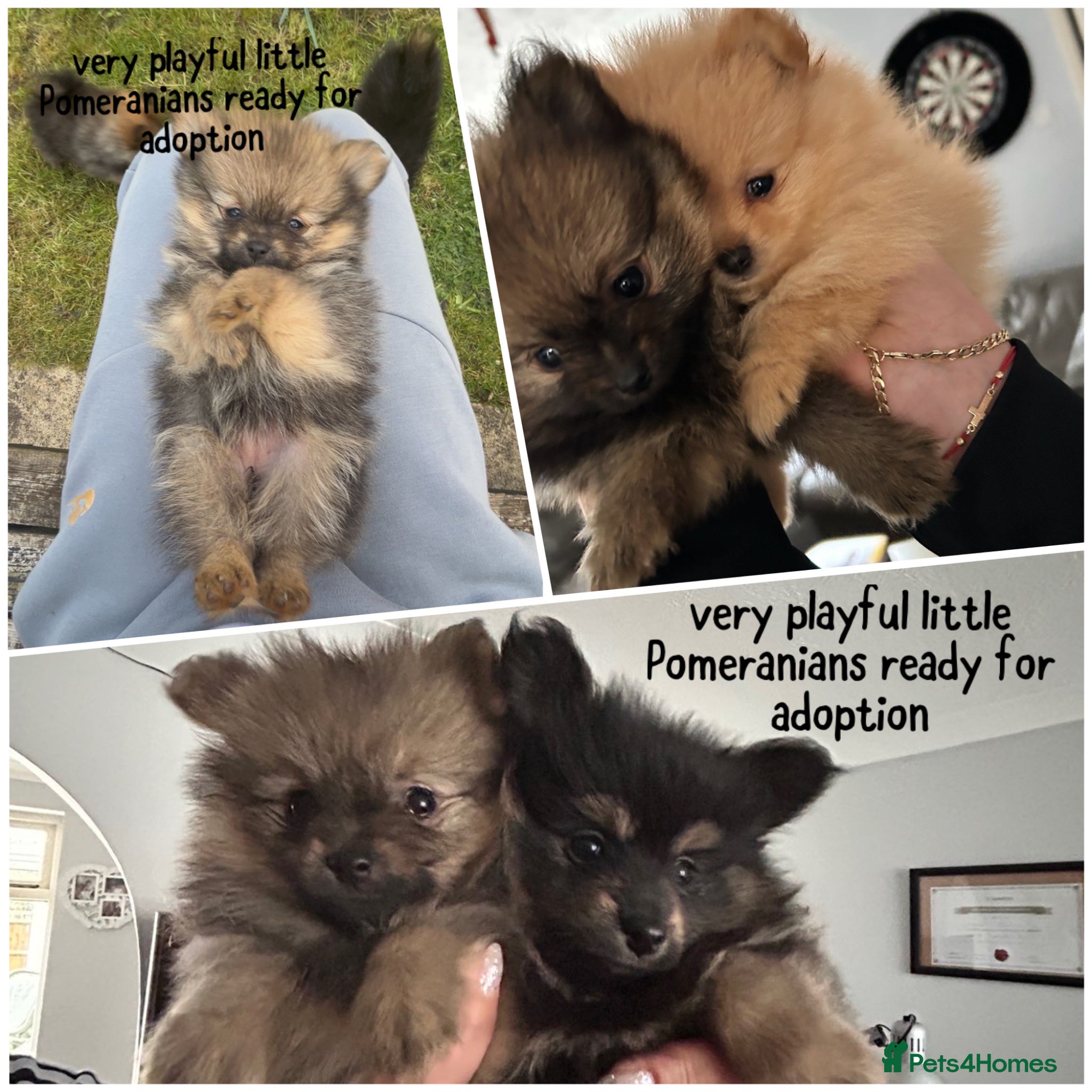 Pomeranian dogs Beautiful Pomeranian puppies - Advert 2