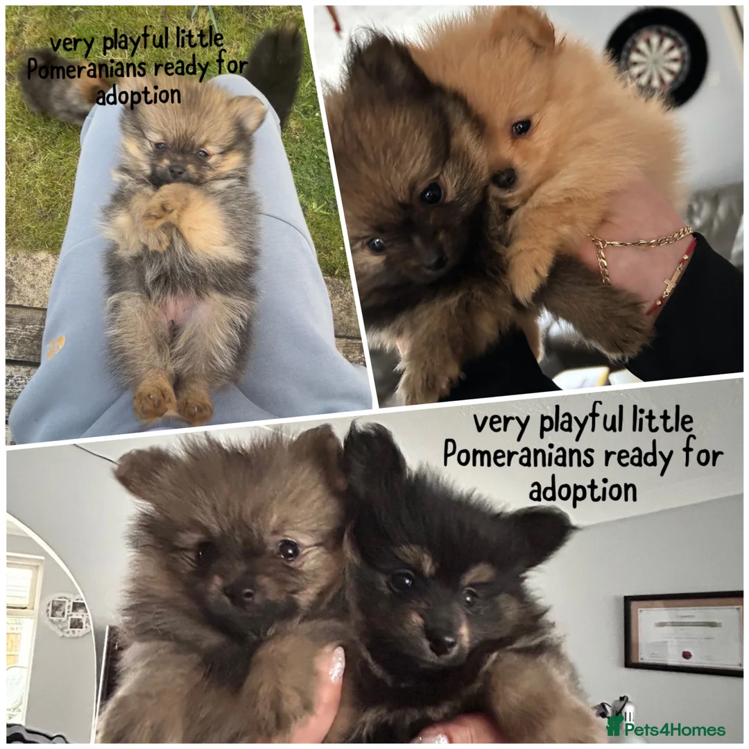 Pomeranian dogs for sale: 1 male is available😊Beautiful Pomeranian puppies - Advert 2
