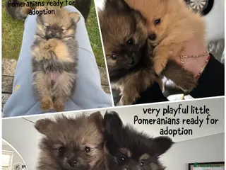 Pomeranian dogs Beautiful Pomeranian puppies - Advert 2