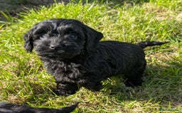 Cockapoo dogs for sale: Ready now! F1 cockapoo pups, health tested parents - Image 19