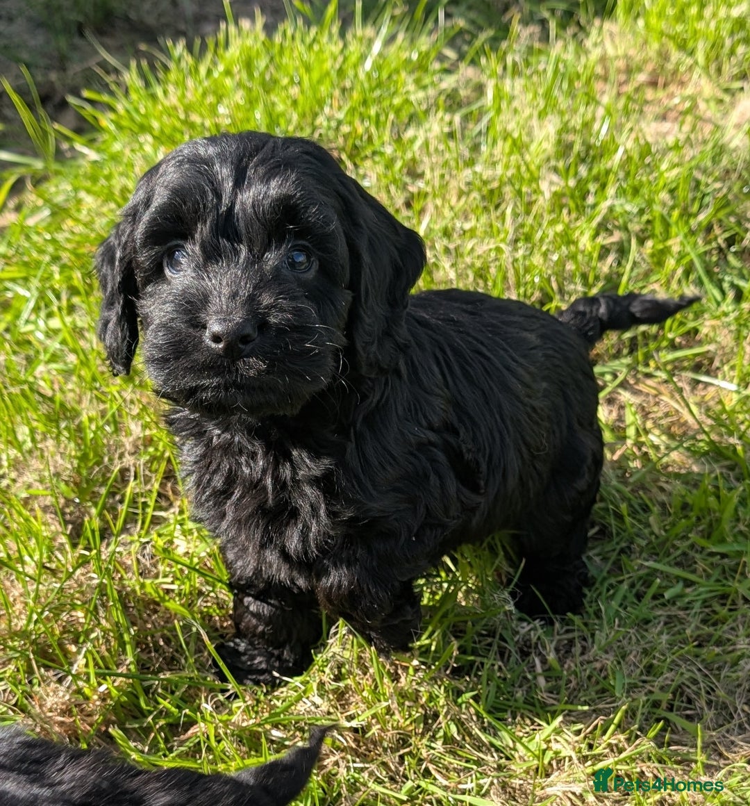 Cockapoo dogs for sale: Ready now! F1 cockapoo pups, health tested parents - Image 19