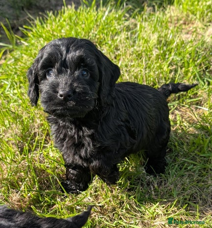 14 Inches Cockapoo Miniature Cockapoo puppies for sale | Pets4Homes