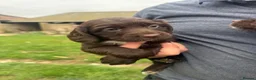Mixed Breed dogs for sale: Sprollie/cocker  - Advert 2