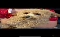 Poochon dogs for sale: Poochon  - Image 4