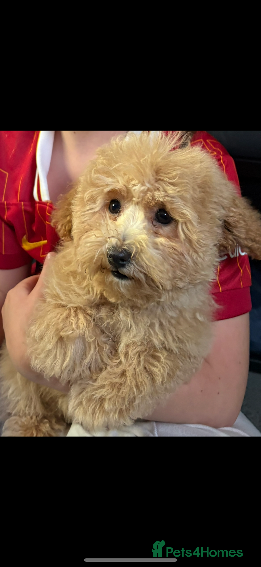 Poochon dogs for sale: Poochon  - Image 4