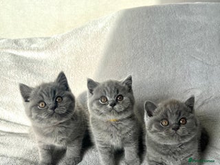 British Shorthair cats - Advert 28
