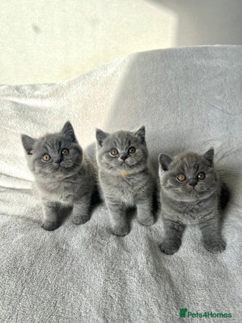 British Shorthair cats - Advert 1