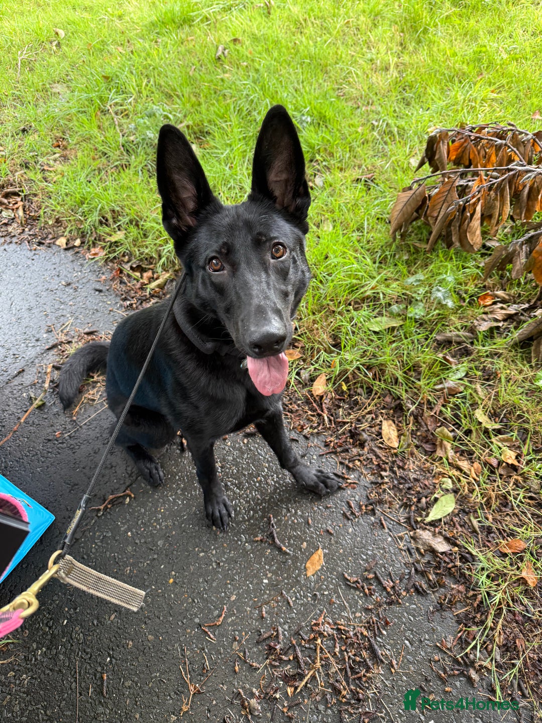 German Shepherd dogs for sale: Fully Trained Black German Shepherd - Advert 8