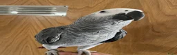 Parrots birds for sale: Hand tame  baby African grey set up  - Advert 1