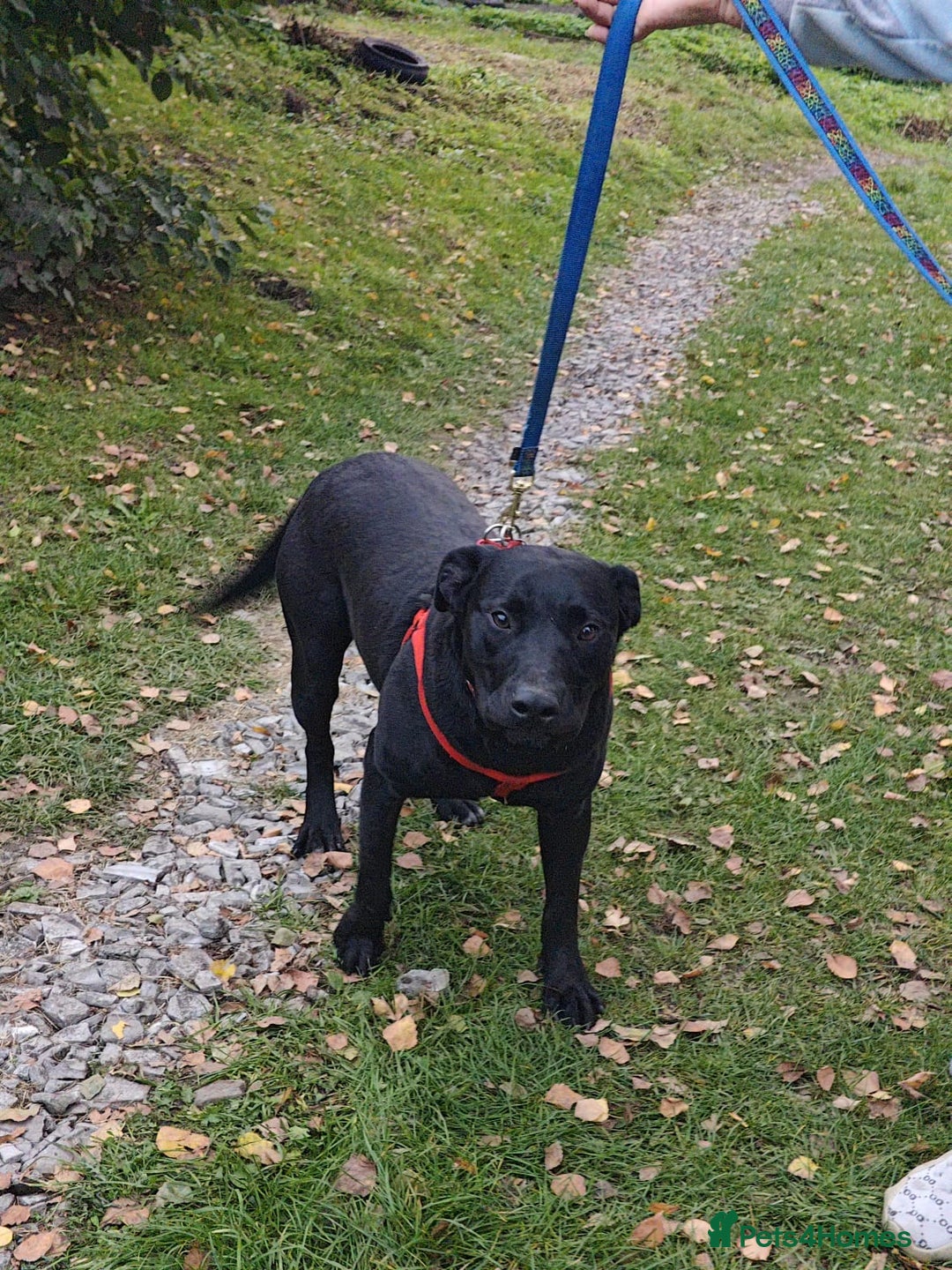 Mixed Breed dogs for adoption: ❤️NICOL❤️- Kind and Joyful 2-3 yo Labrador girl - Advert 4