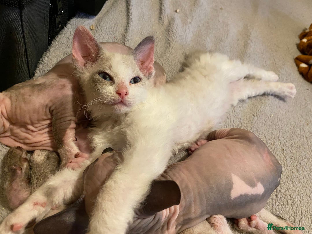 Sphynx cats for sale: Sphynx kittens 😍🥰🥰 - Advert 4