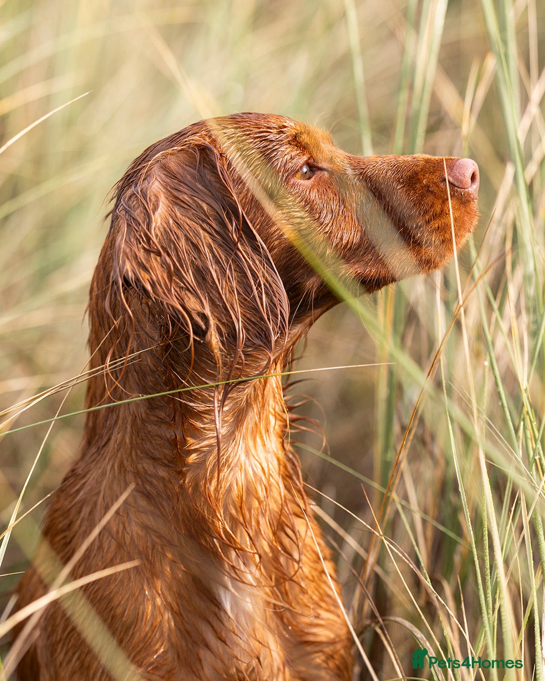 Cocker Spaniel dogs for stud: Red Working Cocker Spaniel Stud - Advert 11