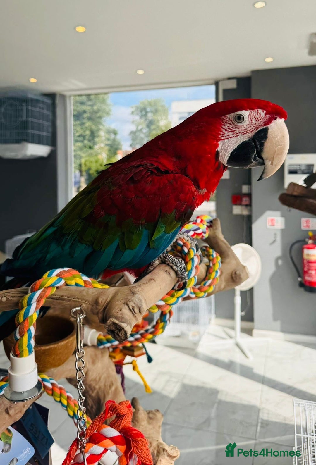 Parrots birds for sale: Parrots  - Image 8