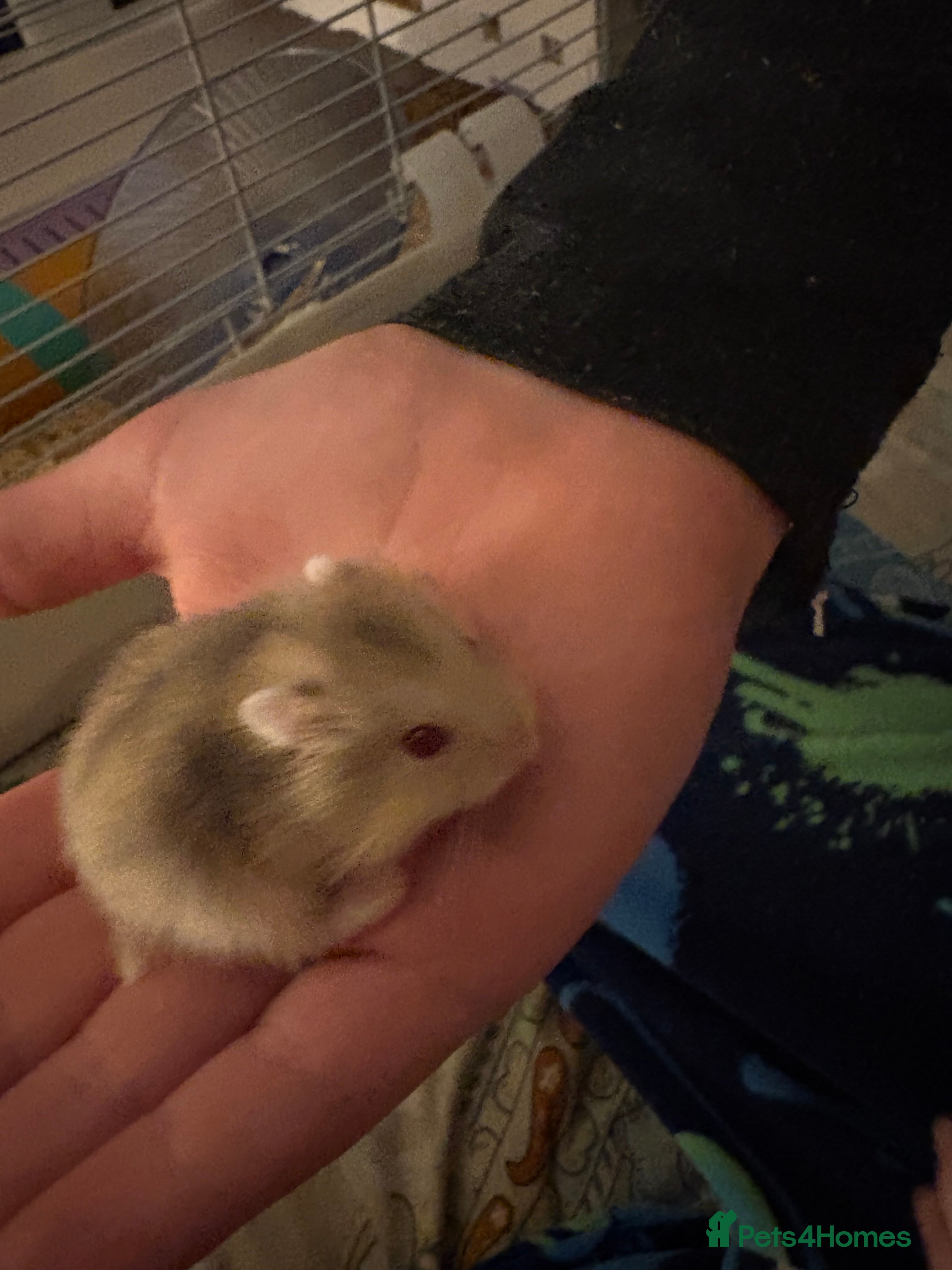 Hamster rodents Russian dwarf hamsters in Denbigh - Advert 1