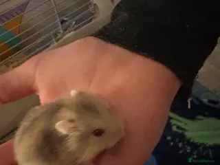 Hamster rodents Russian dwarf hamsters in Denbigh - Advert 1